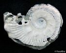 Inch Wide Euhoplites Ammonite - England #2394-1